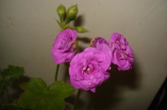 ИЗ ЧЕГО СДЕЛАН ГЛАЗ
