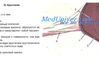 ПРЕДМЕТНЫЕ СТЕКЛА SAGA 50 ШТ