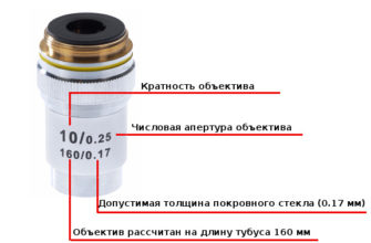 ВЕРБЛЮДНЫЙ ПАУК