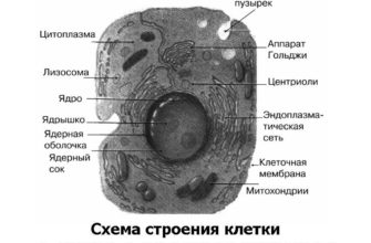 ПРОВЕДЕНИЕ ДАКТИЛОСКОПИИ