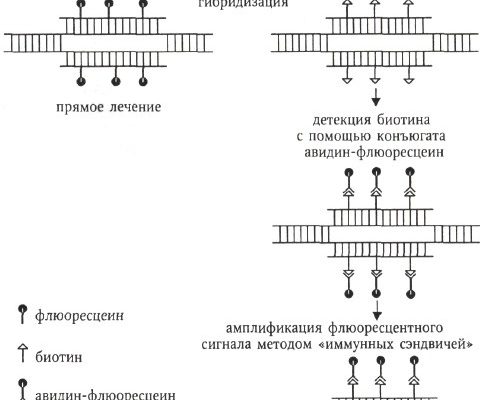 FISH МЕТОД ДИАГНОСТИКИ
